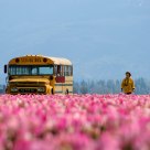 School Bus, Magic Bus.